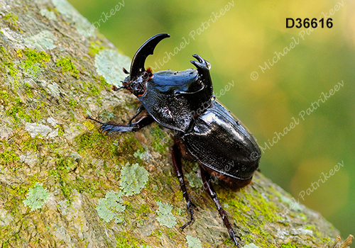 Black Pan Beetle (Enema pan)